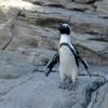 Flashback: Penguin Caper On Coney Island